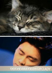 娱乐圈猫猫吃瓜小说,猫猫吃瓜，揭秘明星背后的秘密